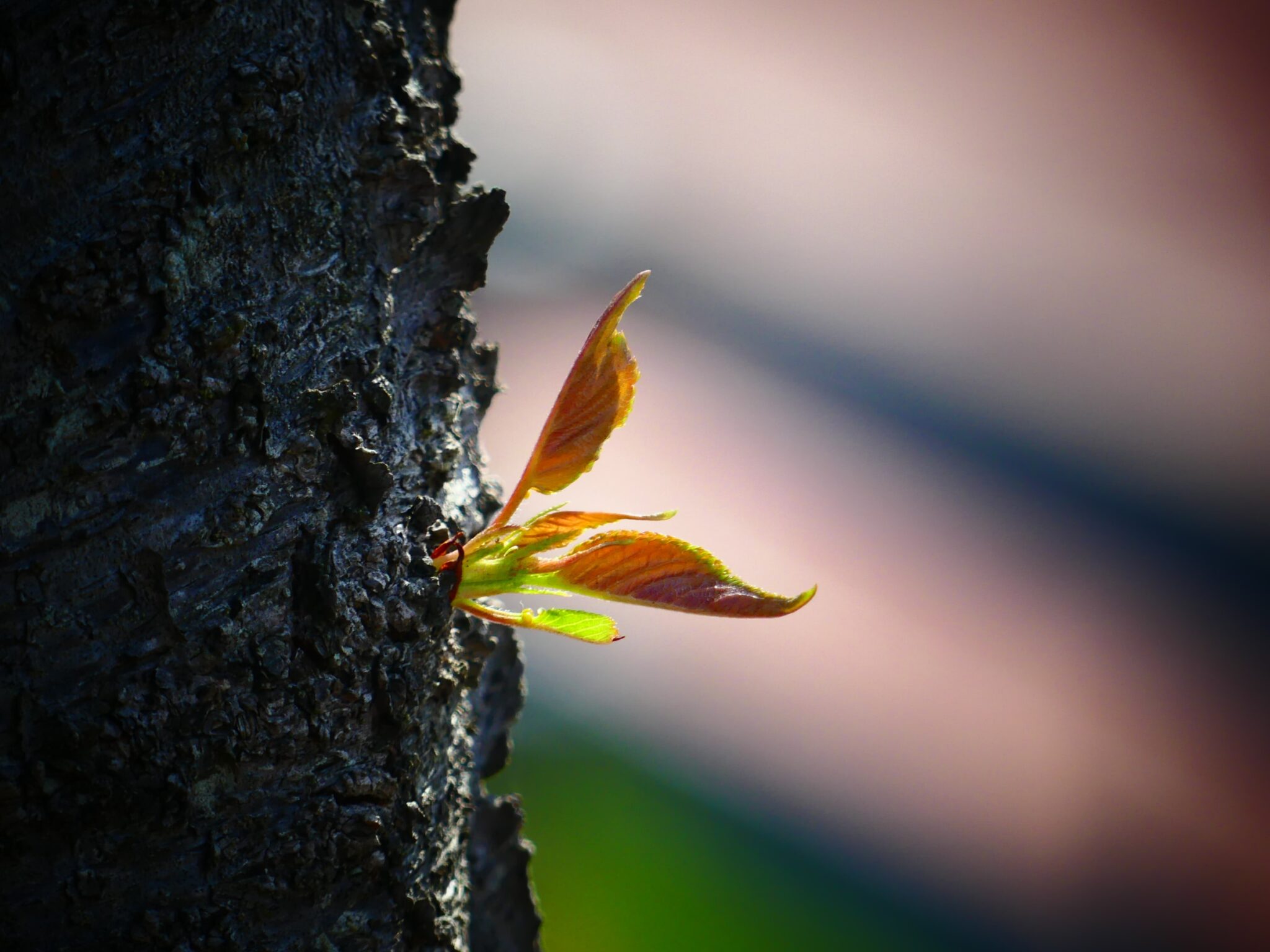 New growth on tree after a fire.