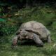 tortoise toiling along