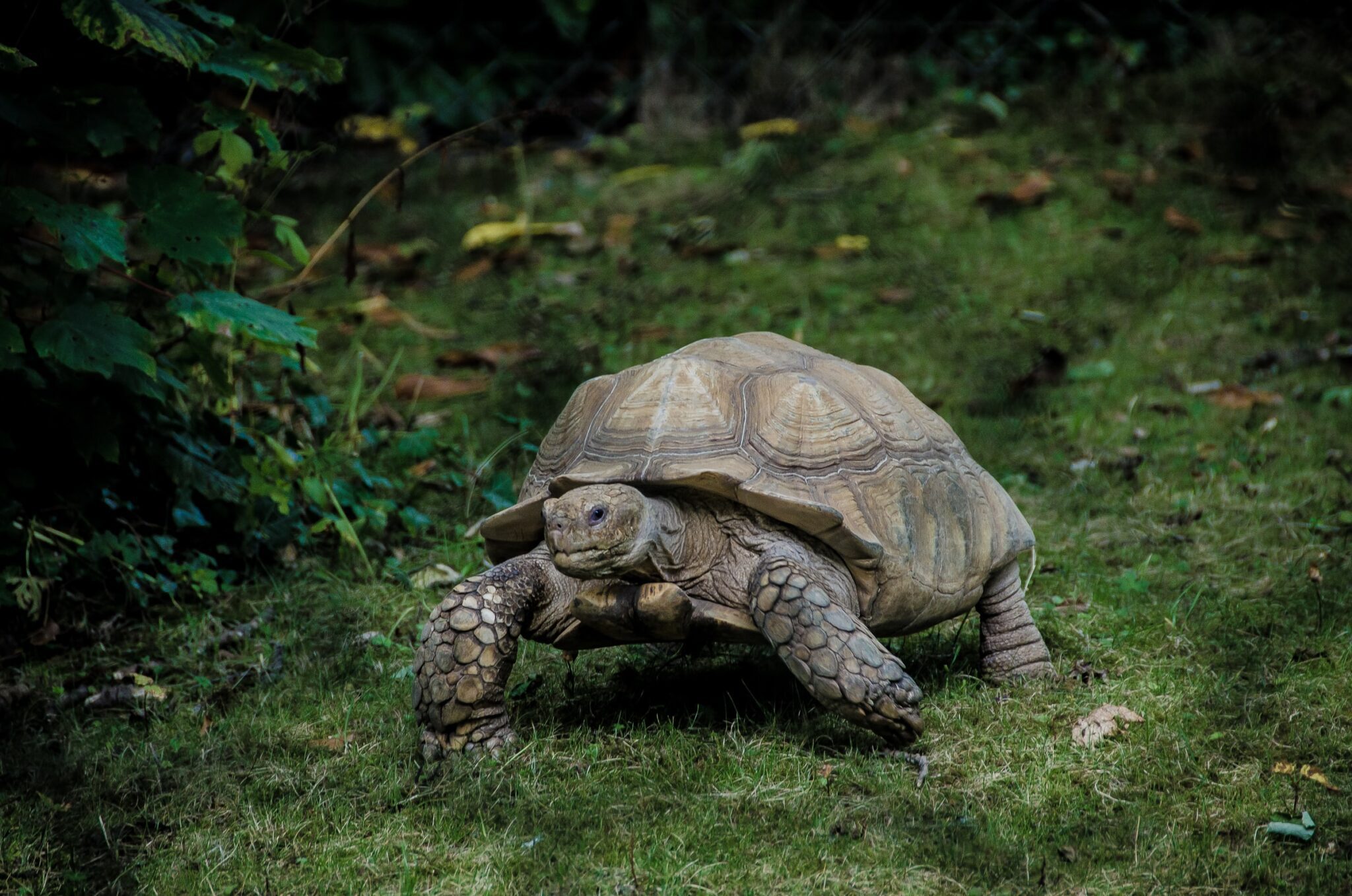 tortoise toiling along