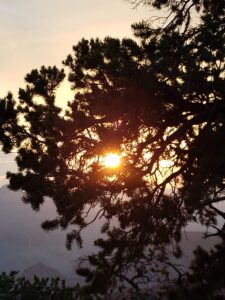 pine tree backlit by morning sun