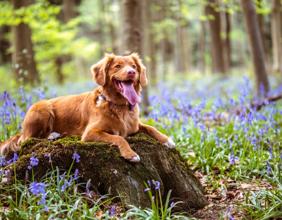 puppy in spring forest