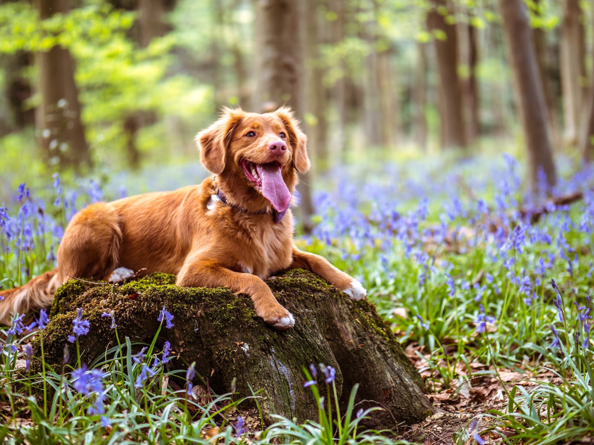 puppy in spring forest