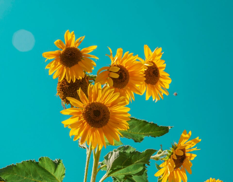 summer
