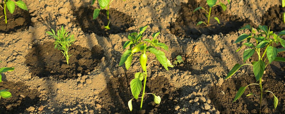Planting