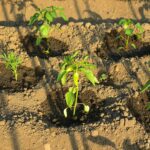 Planting