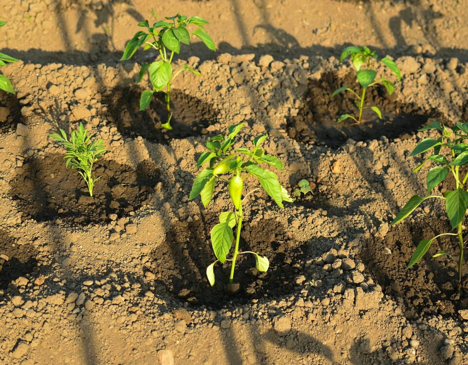 Planting