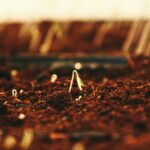 grow