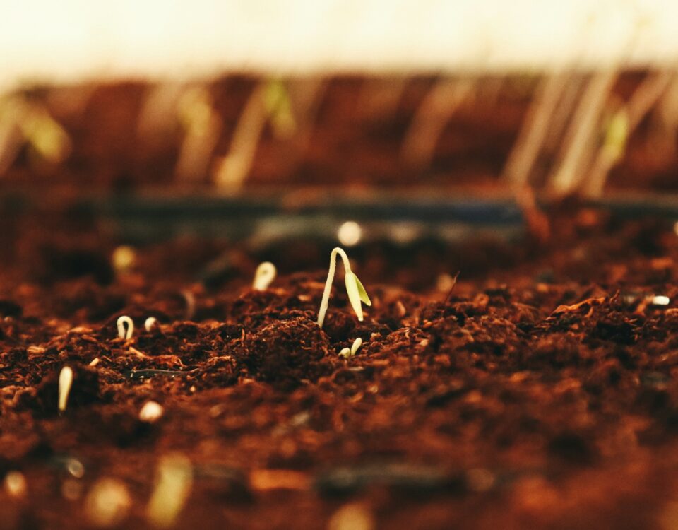 grow