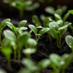 seedlings