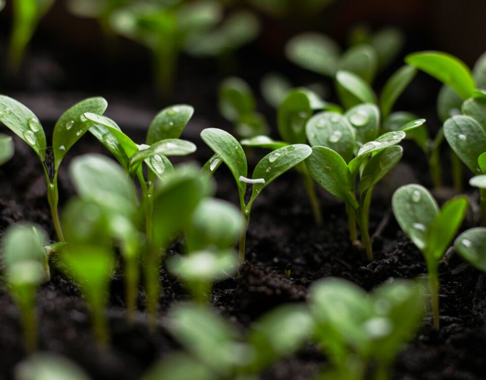 seedlings