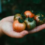 Harvest