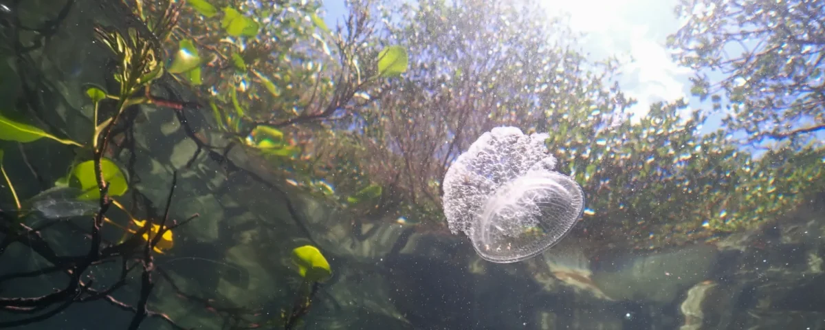 ecosystem