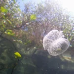 ecosystem