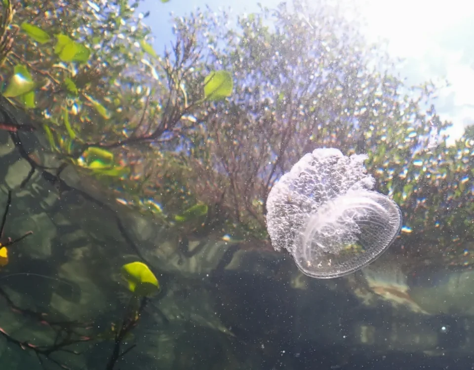 ecosystem