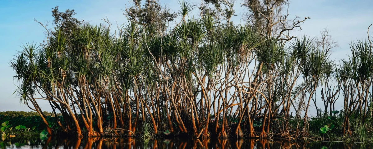 mangrove