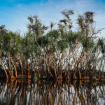 mangrove