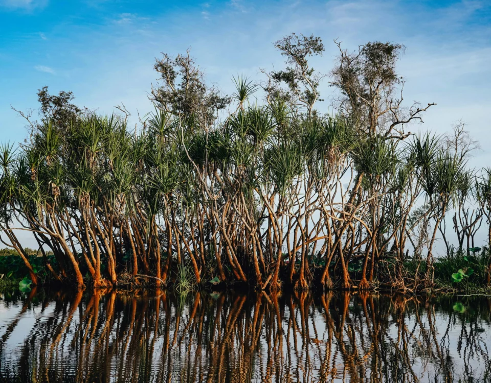 mangrove