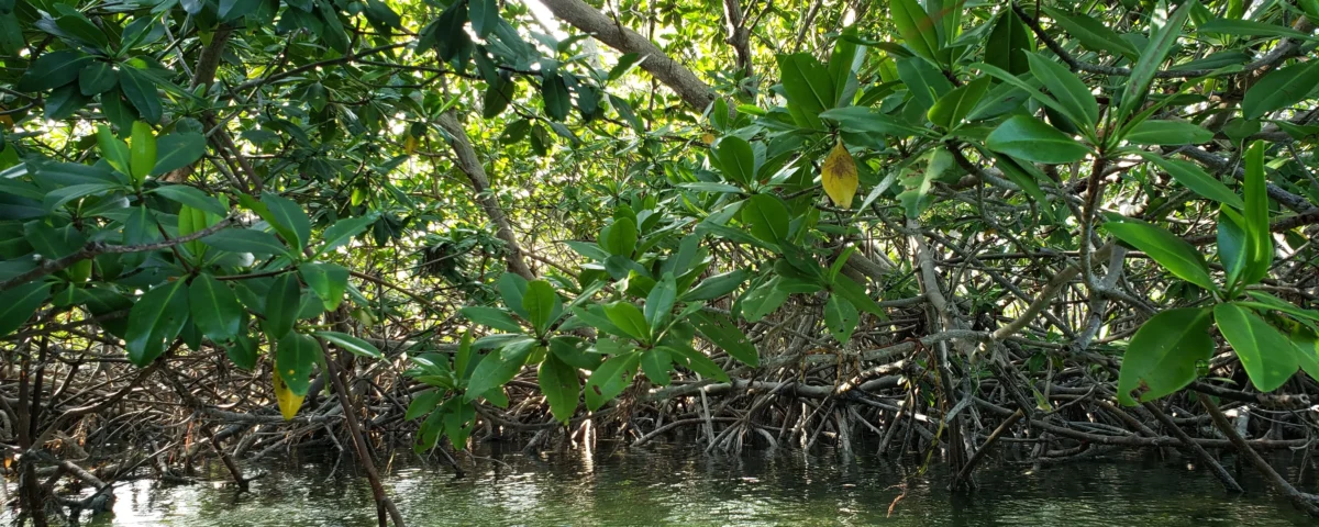 mangrove