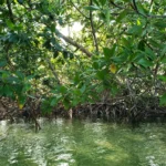 mangrove