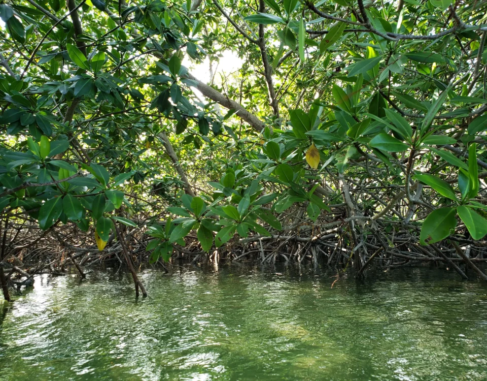 mangrove