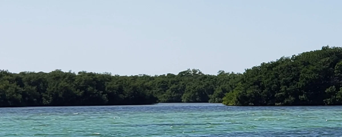 mangrove
