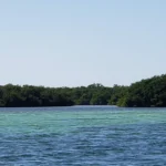 mangrove