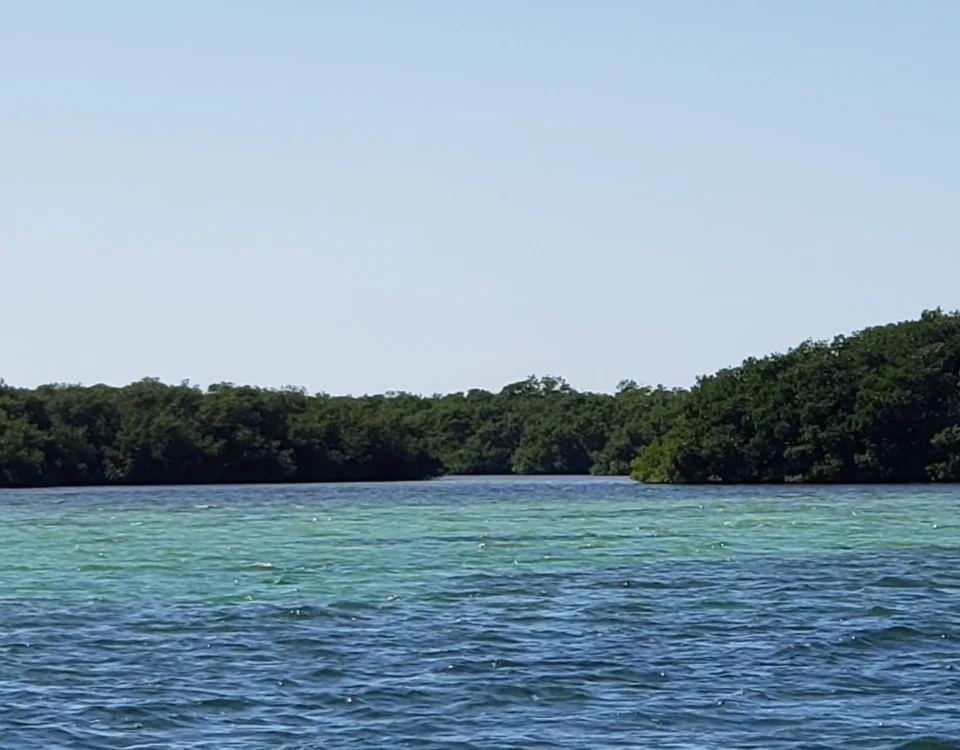 mangrove