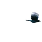 name