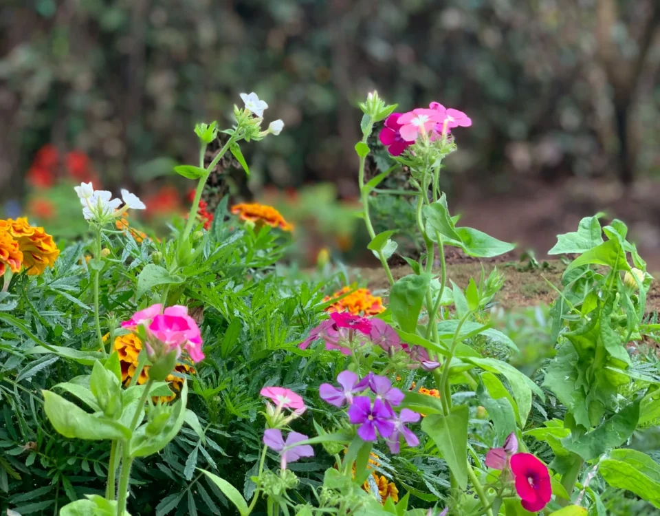 spring
